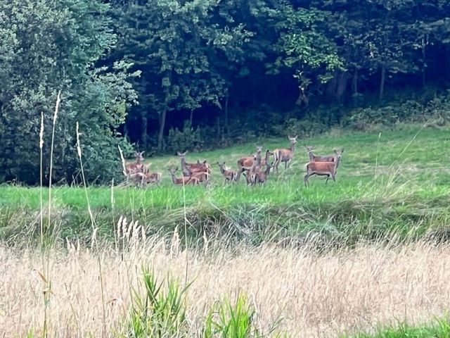 dom wolnostojący, 3 pokoje Lachowice. Zdjęcie 11