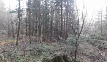 Działka leśna Łukiany