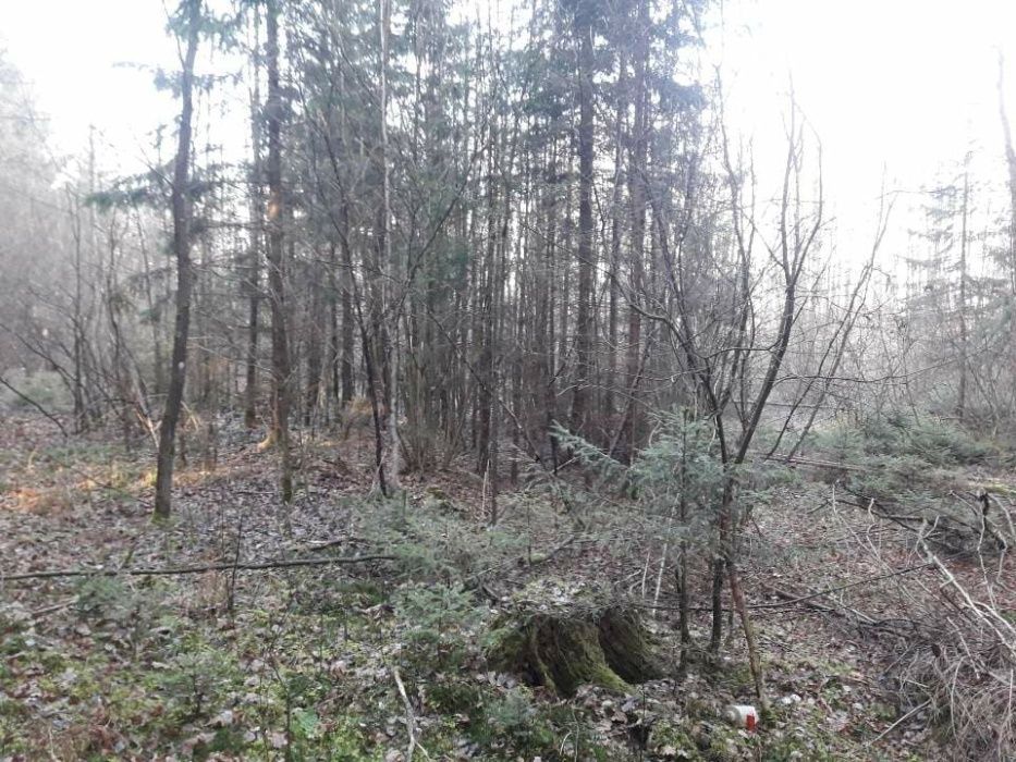 Działka leśna Łukiany