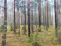 Działka leśna Goski-Wąsosze. Zdjęcie 2