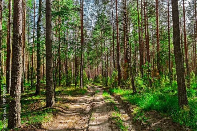 Działka leśna Mochowo-Parcele. Zdjęcie 1