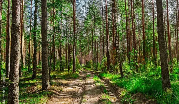 Działka leśna Mochowo-Parcele