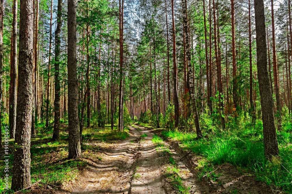 Działka leśna Mochowo-Parcele. Zdjęcie 1