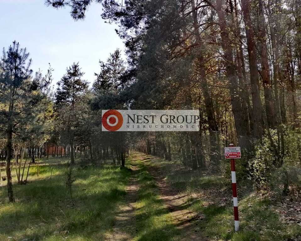 Działka leśna Gilówka Dolna. Zdjęcie 5