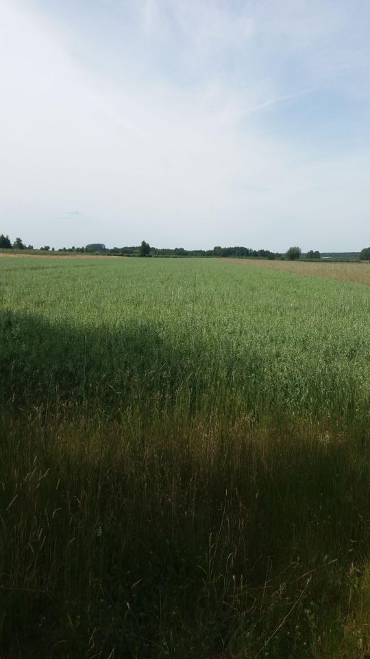 Działka rolna Stamirowice. Zdjęcie 3