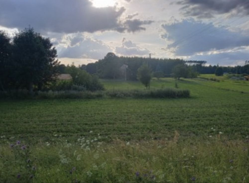 Działka siedliskowa Żalno. Zdjęcie 7