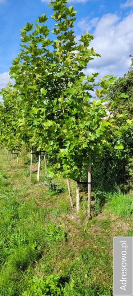 Działka budowlana Drawno, ul. Wczasowa. Zdjęcie 2