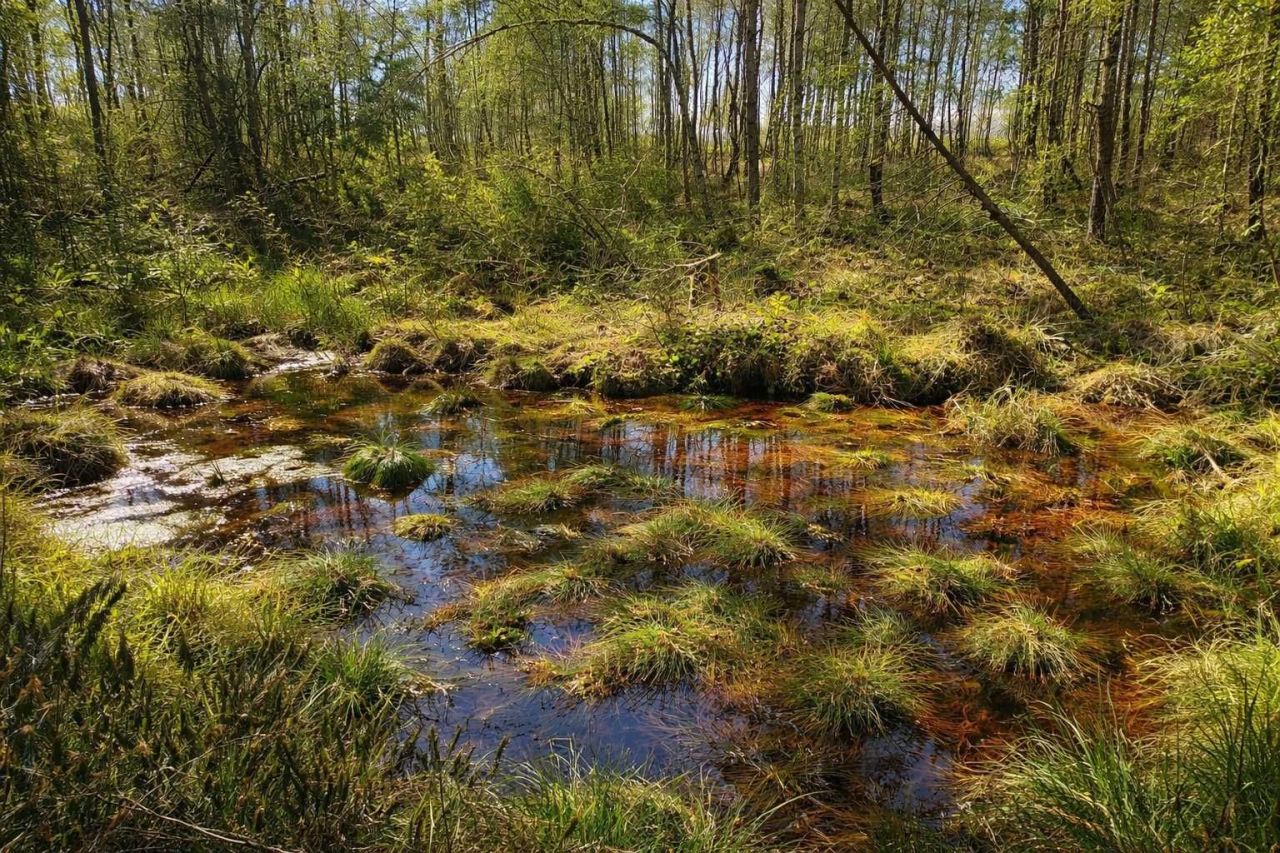 Działka rekreacyjna Bukowina. Zdjęcie 6