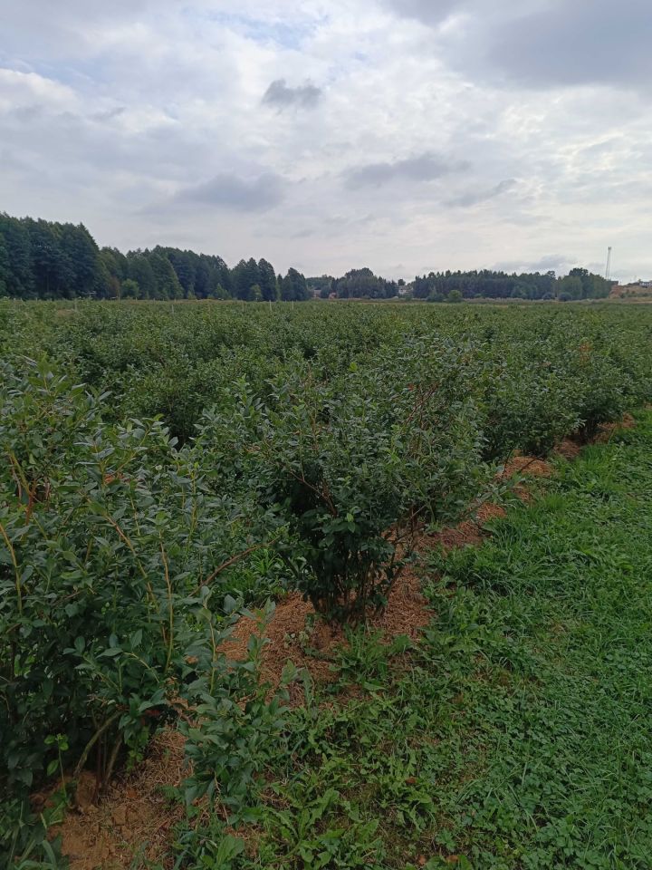 Działka rolna Skrudki. Zdjęcie 5