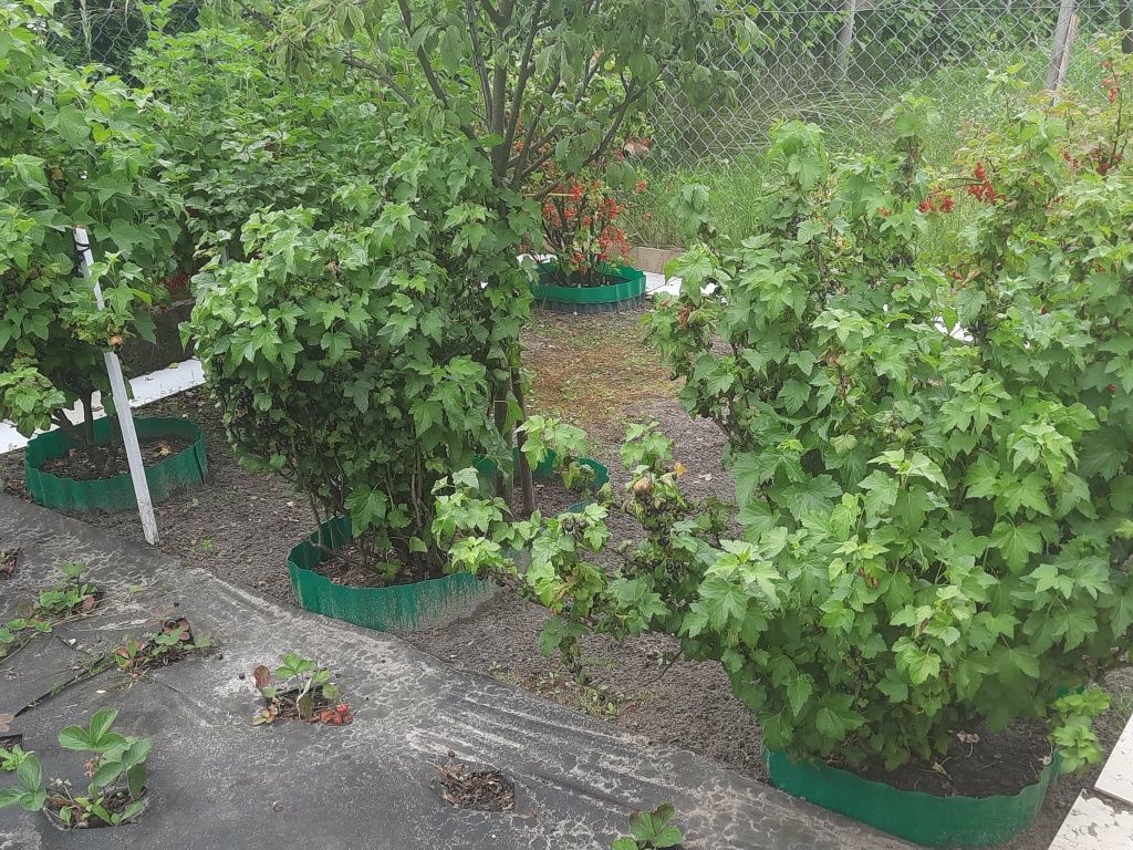 Działka rod Siedlce. Zdjęcie 4