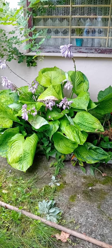 Działka rod Otwock Teklin, ul. Grunwaldzka. Zdjęcie 12