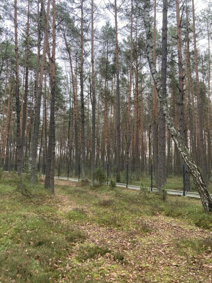 Działka leśna Osieck Kąciki, ul. Porannej Rosy. Zdjęcie 12