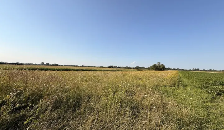 Działka rolna Mędrzechów