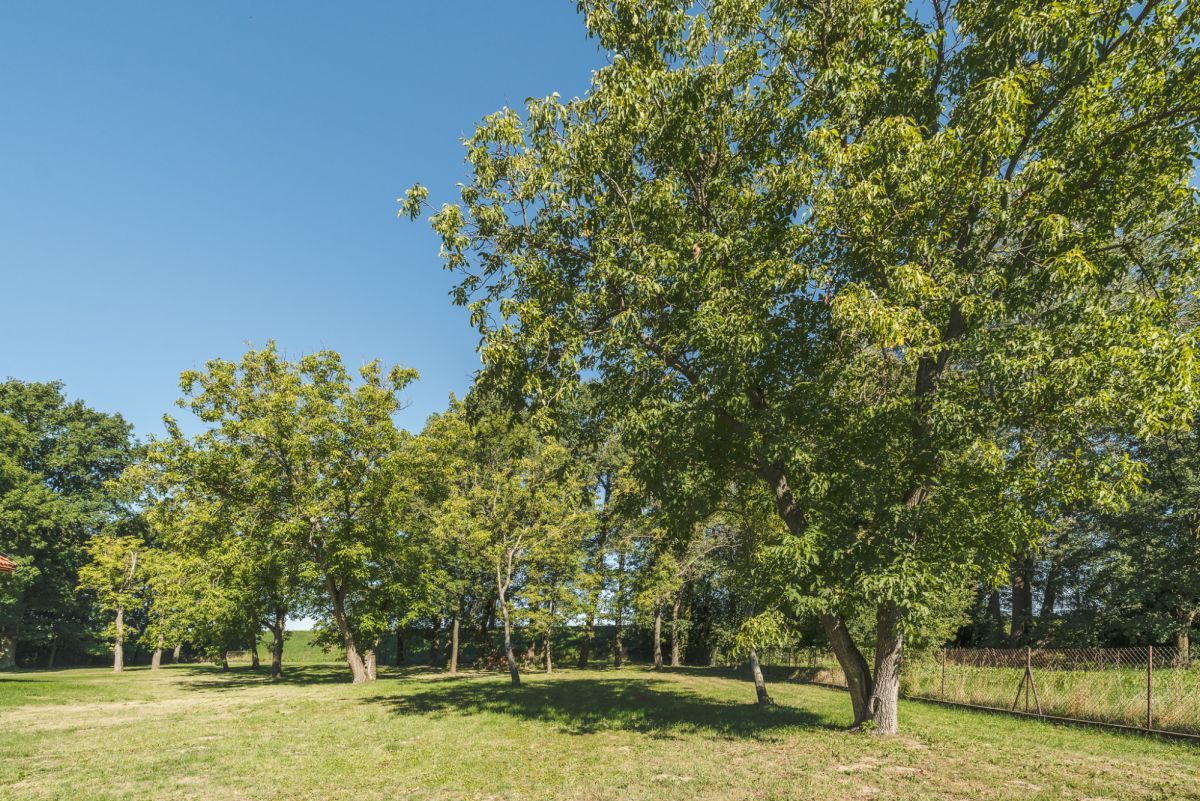 Działka budowlana Opacz. Zdjęcie 22