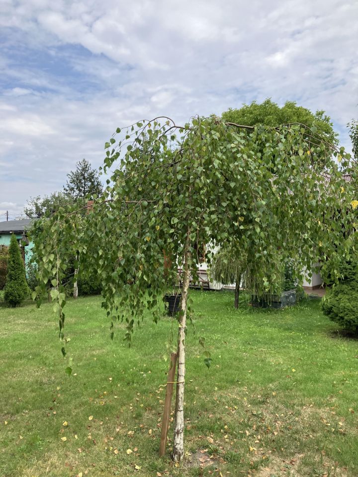 Działka rod Katowice Brynów, ul. Porfirowa. Zdjęcie 10