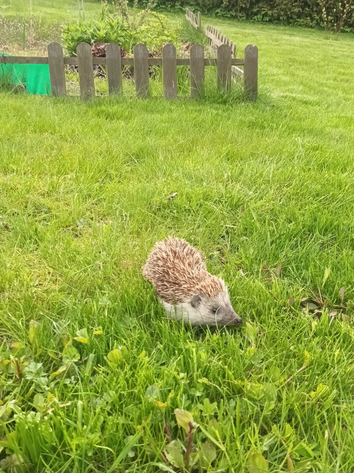 Działka rekreacyjna Katowice Załęże. Zdjęcie 3
