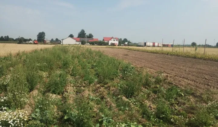 Działka budowlana Wola Miedniewska