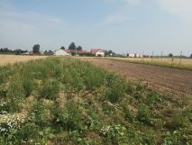 Działka budowlana Wola Miedniewska