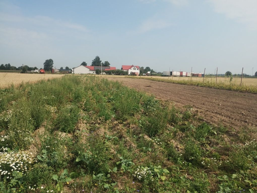 Działka budowlana Wola Miedniewska