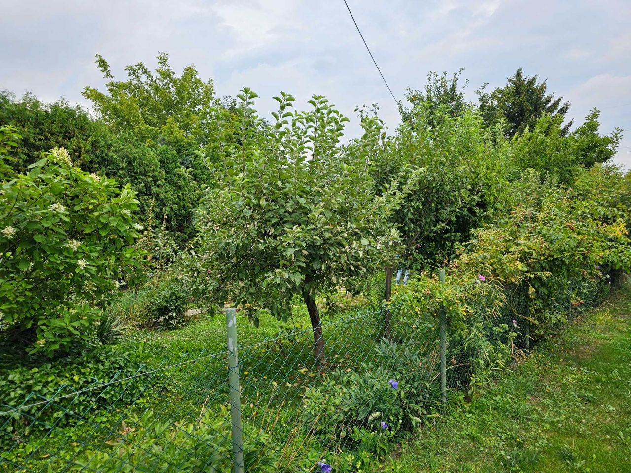 Działka rod Michałów-Reginów, ul. Warszawska. Zdjęcie 7