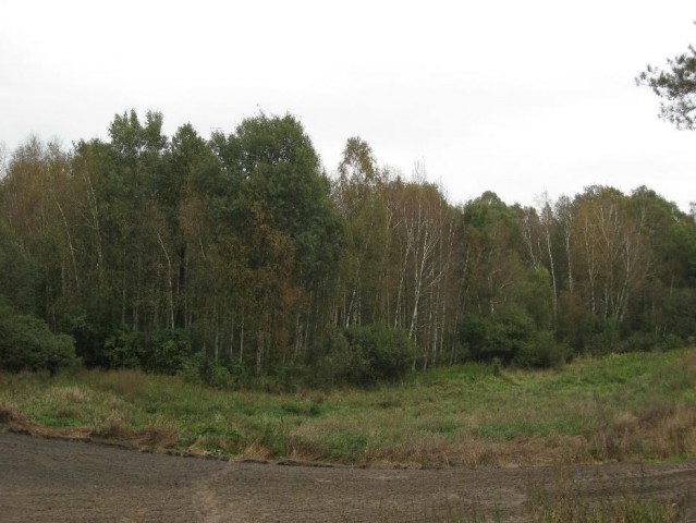 Działka leśna Olsze. Zdjęcie 1