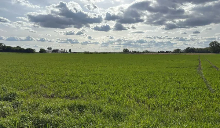 Działka budowlana Jabłkowo