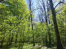 Działka leśna Niwiski. Zdjęcie 4