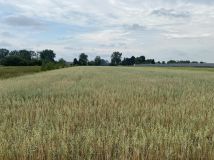 Działka rolno-budowlana Szczawin Borowy-Wieś. Zdjęcie 2
