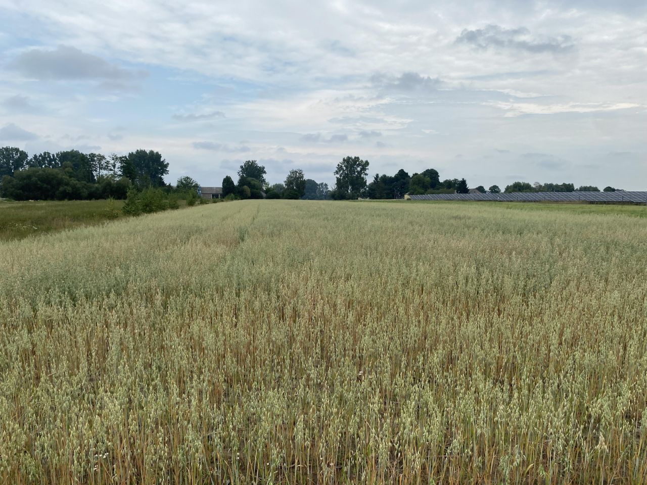 Działka rolno-budowlana Szczawin Borowy-Wieś. Zdjęcie 3