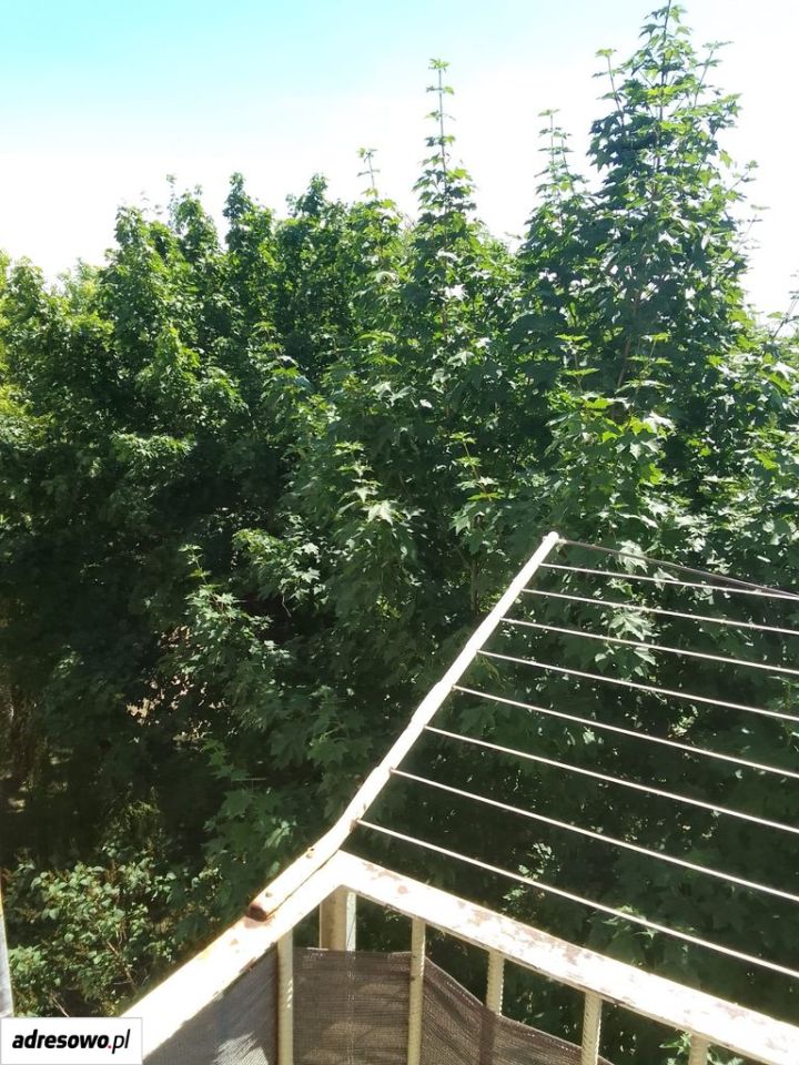 Mieszkanie 3-pokojowe Skierniewice Widok, ul. Bolesława Leśmiana. Zdjęcie 3