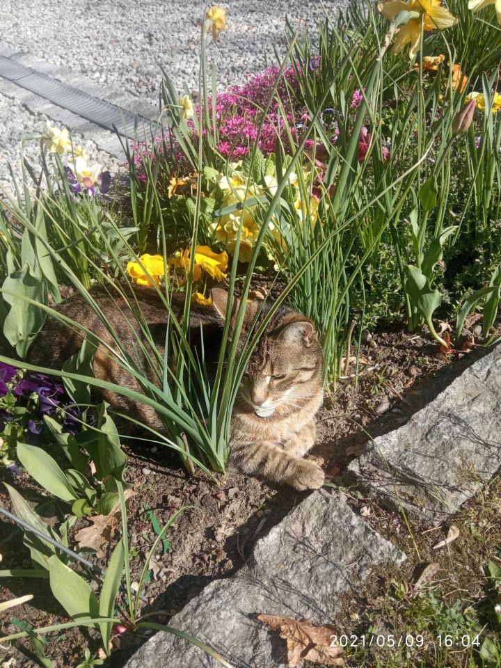 Działka rekreacyjna Sosnowiec Porąbka, ul. mjr. Henryka Hubala-Dobrzańskiego