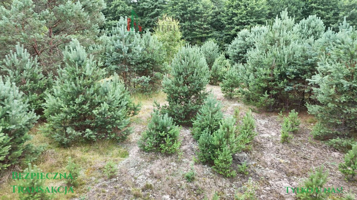 Działka rekreacyjna Zimne Zdroje. Zdjęcie 6