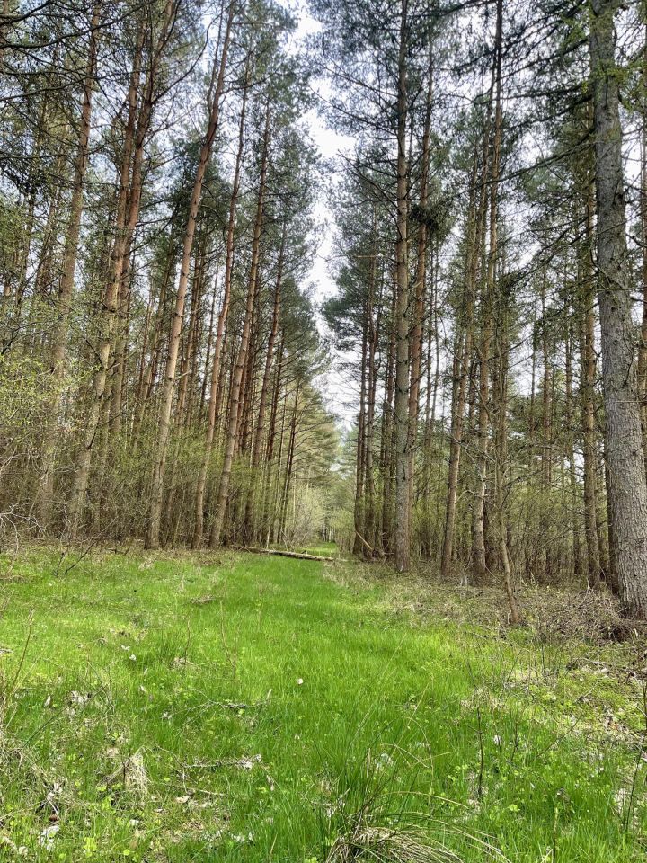 Działka leśna Chłapowo, ul. Władysławowska. Zdjęcie 5