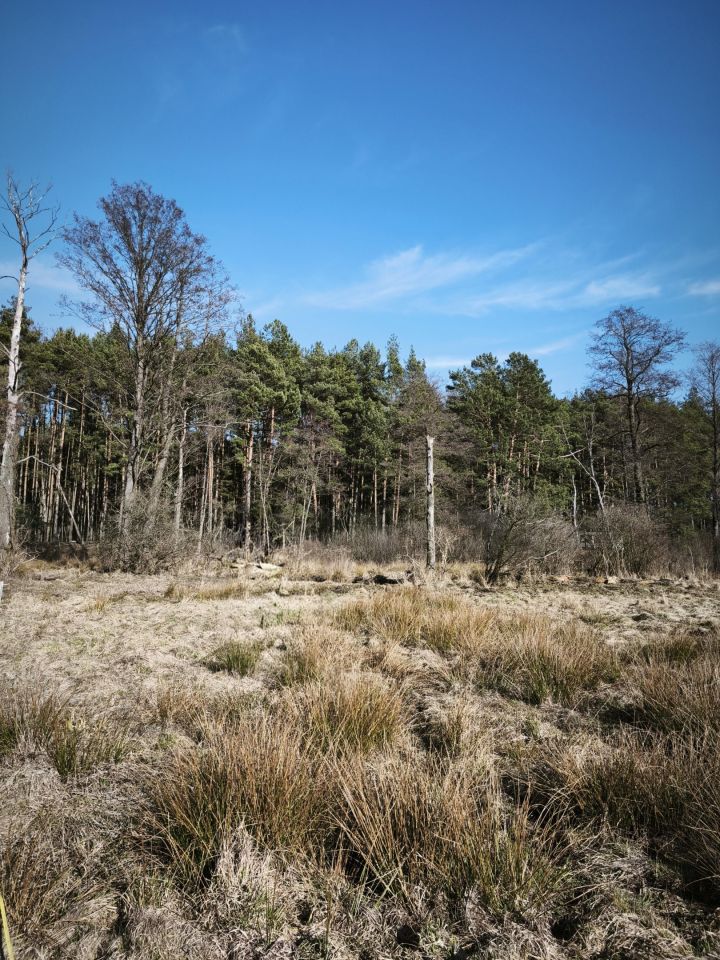 Działka budowlana Borucza Paluchy. Zdjęcie 1