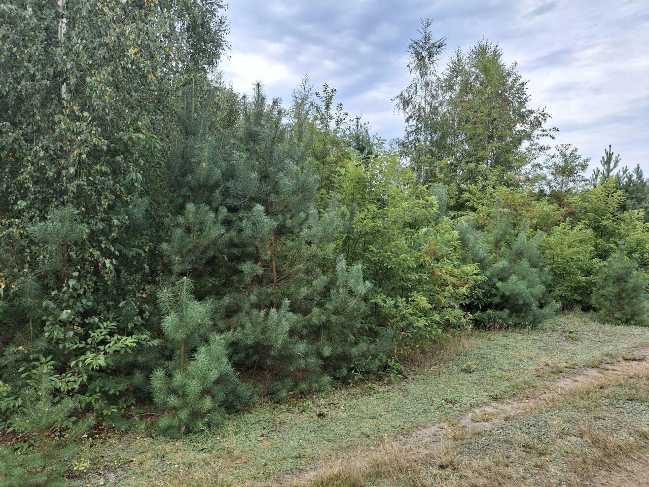 Działka rolna Nowa Wieś. Zdjęcie 4