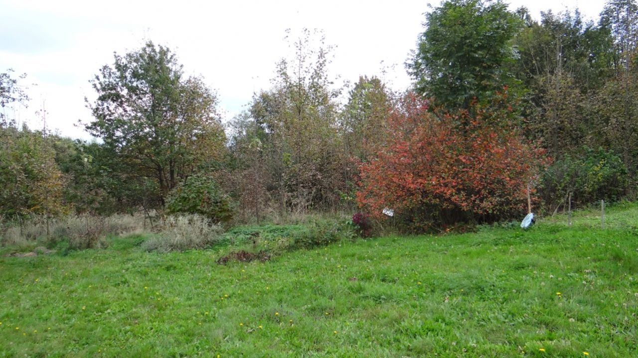 Działka rolno-budowlana Wola Komborska Budy Wolskie. Zdjęcie 2