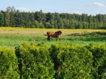 dom wolnostojący Ogrodzisko. Zdjęcie 2
