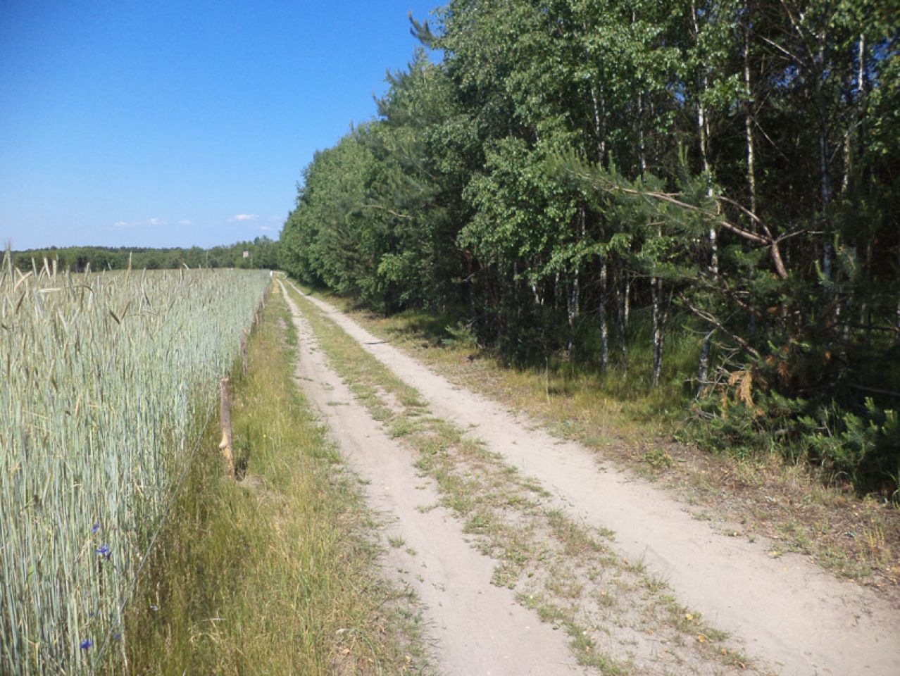 Działka leśna Rędziny. Zdjęcie 6