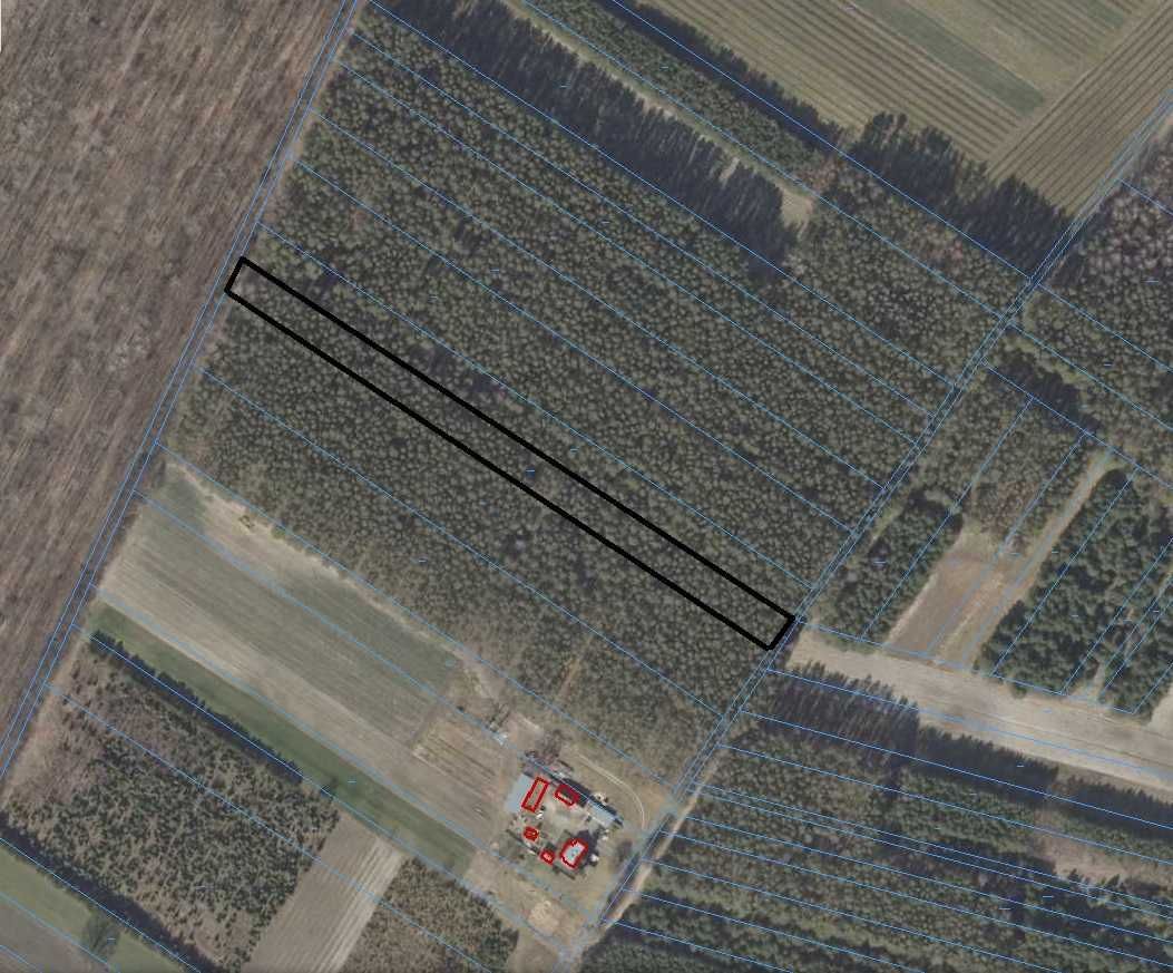 Działka leśna Borów-Kolonia. Zdjęcie 3