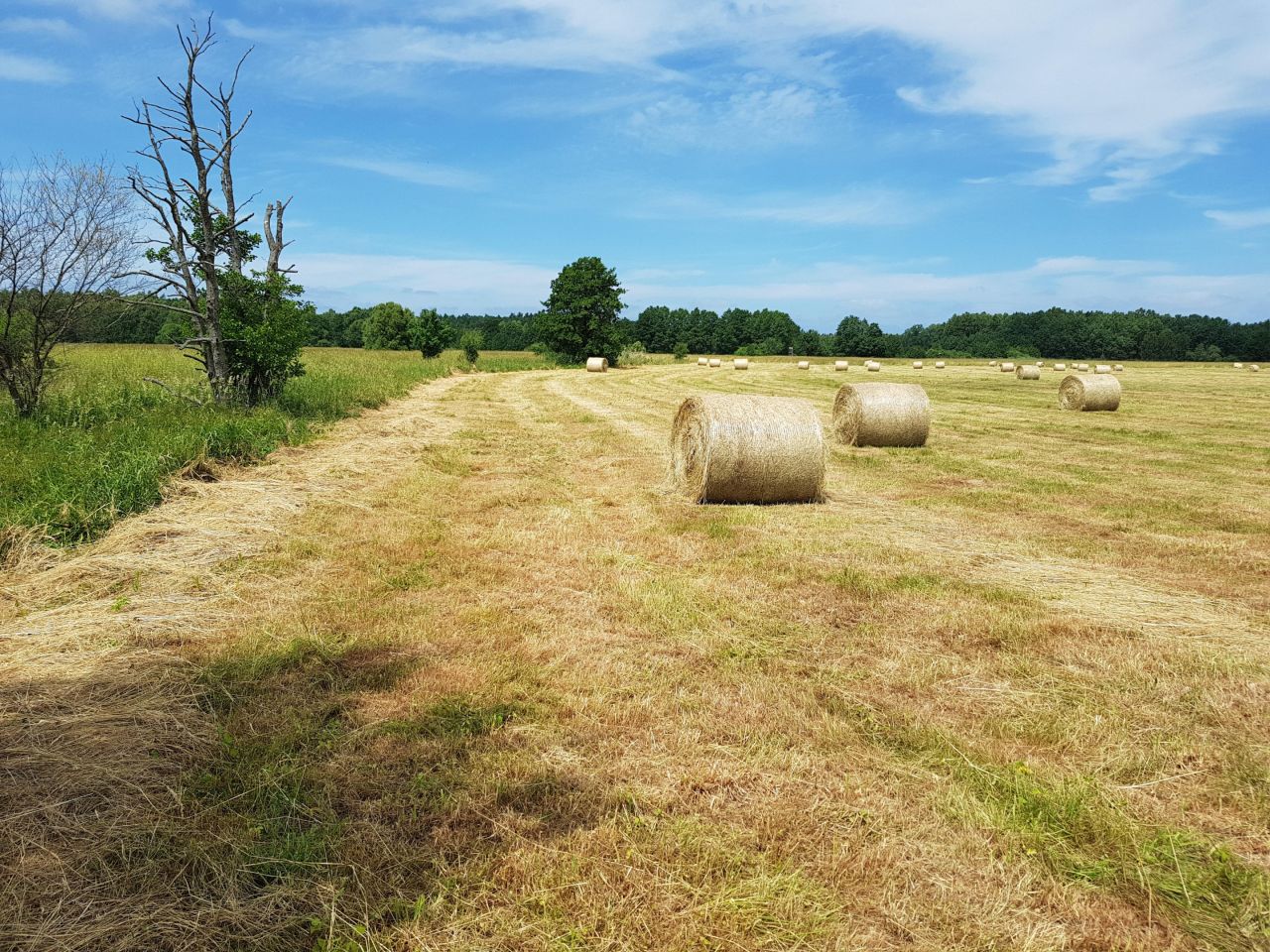Działka budowlana Sarbsk, ul. Morska. Zdjęcie 14