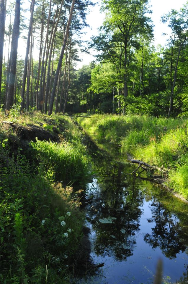 Działka rolno-budowlana Podgać. Zdjęcie 3