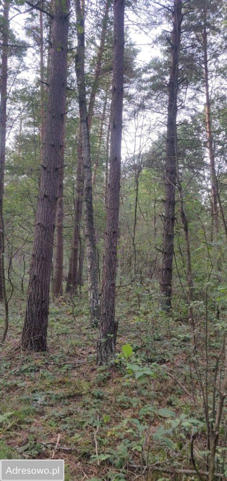 Działka leśna Biszcza. Zdjęcie 3