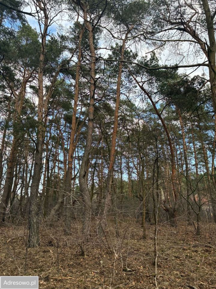 Działka inwestycyjna Józefów, ul. Werbeny. Zdjęcie 5