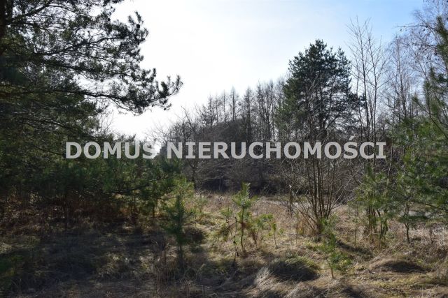 Działka leśna Tworzyjanki. Zdjęcie 2