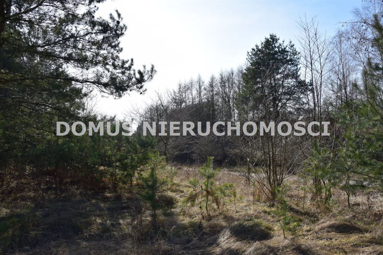 Działka leśna Tworzyjanki. Zdjęcie 2