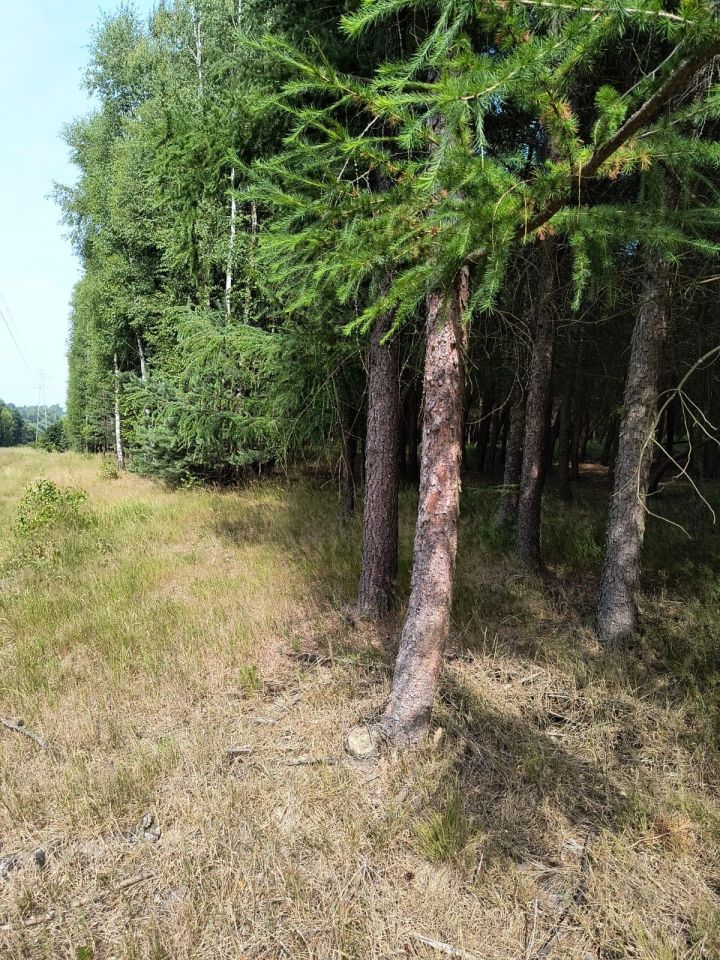 Działka rolna Dobrogoszczyce. Zdjęcie 6