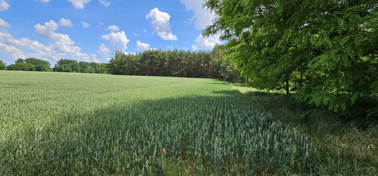 Działka siedliskowa Rzgów Drugi. Zdjęcie 10