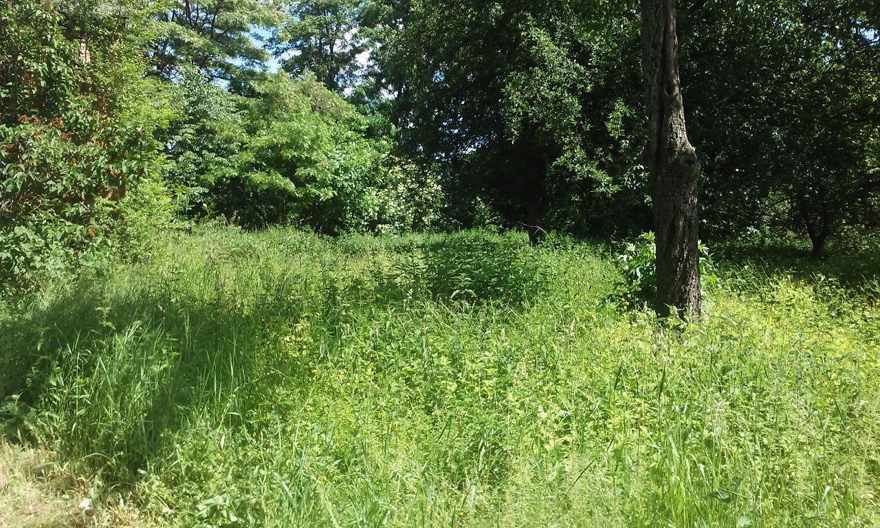 Działka rolno-budowlana Gumowo. Zdjęcie 3