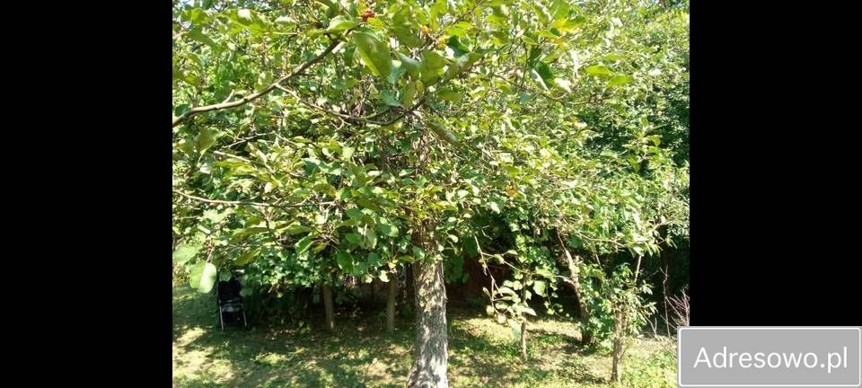 Działka rod Wrocław Tarnogaj, ul. Bardzka. Zdjęcie 2