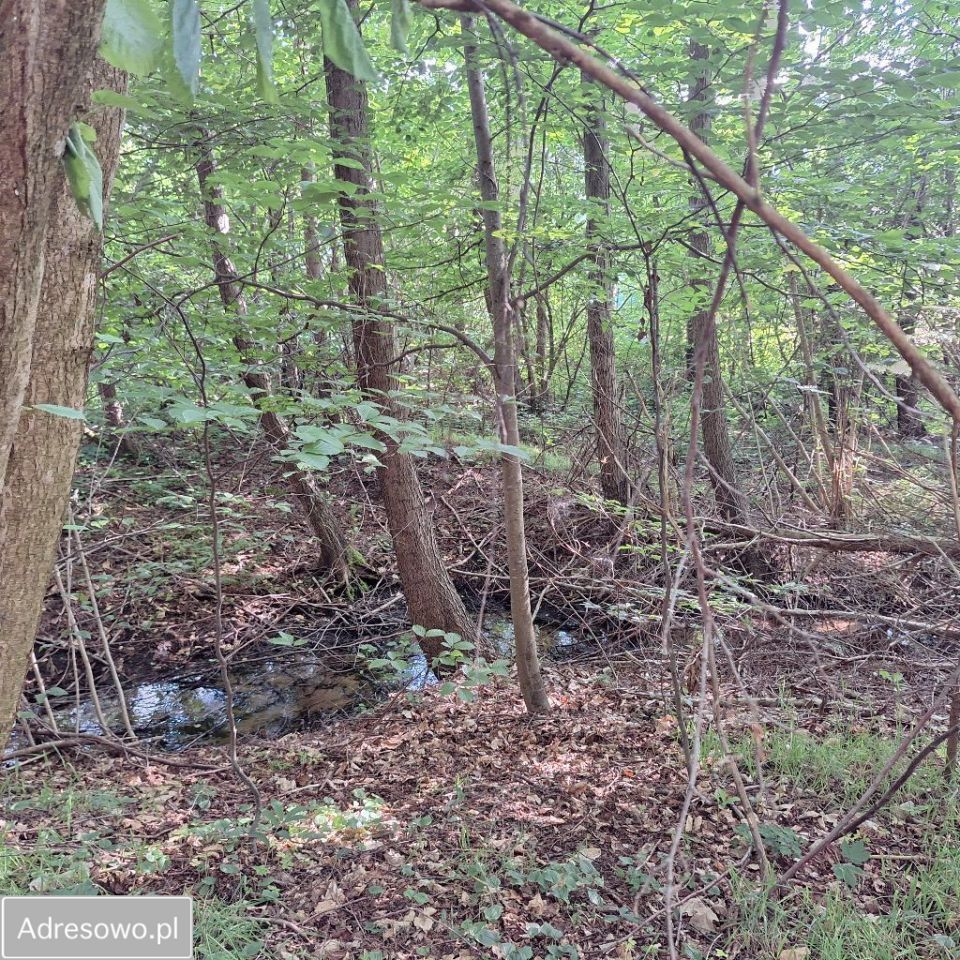 Działka rolna Sasino. Zdjęcie 2